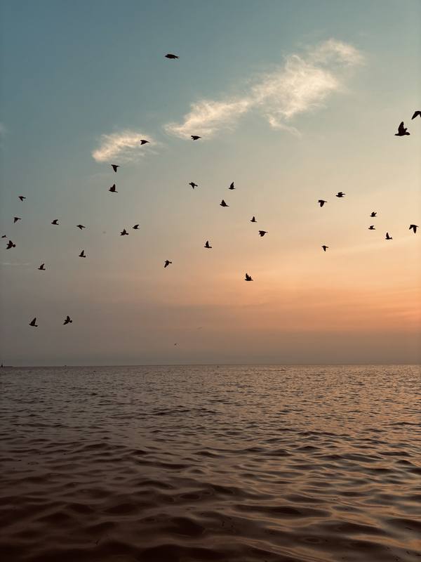 Birds Can’t Fly In A Cage